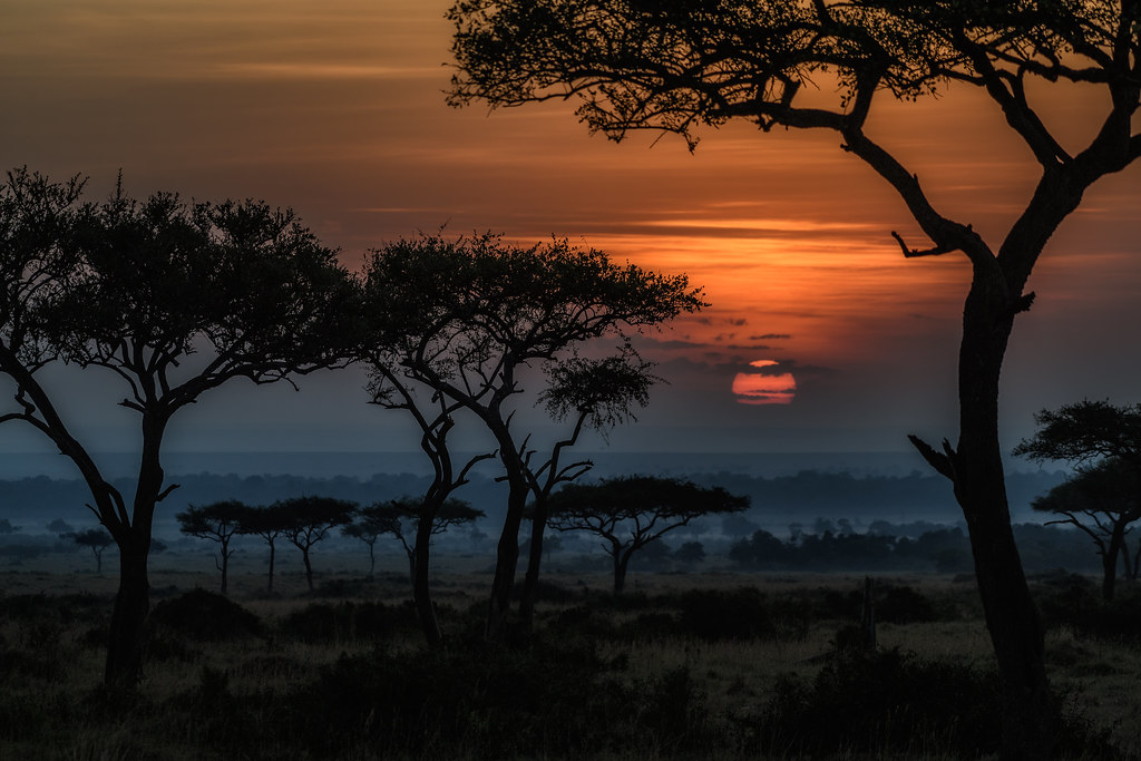 The Nurturing Habitat of ‌Masai Mara⁢ for ​Rufousnaped Lark