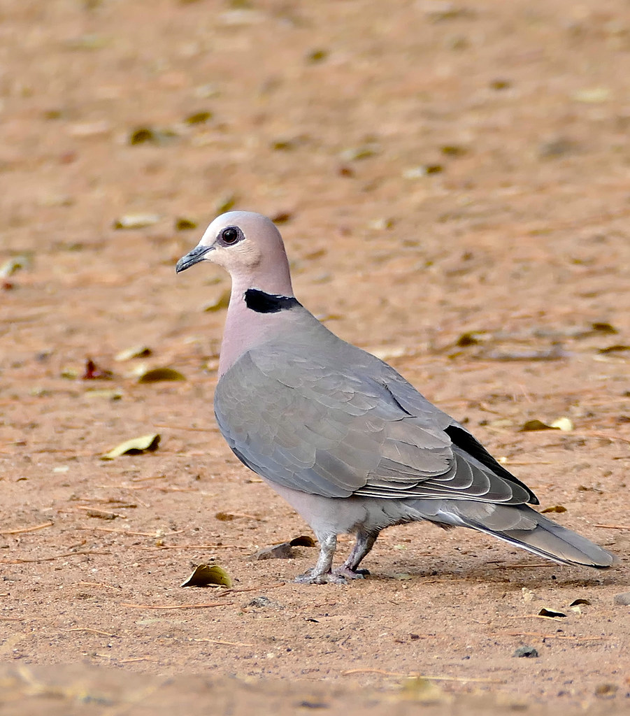 - Habitat and Distribution: Where to Spot the Redeyed Dove ⁢in Masai Mara National ‍Park