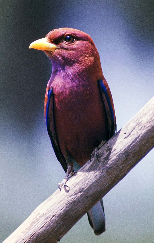 Best Time and Locations for Spotting Broadbilled ‌Rollers in Masai Mara