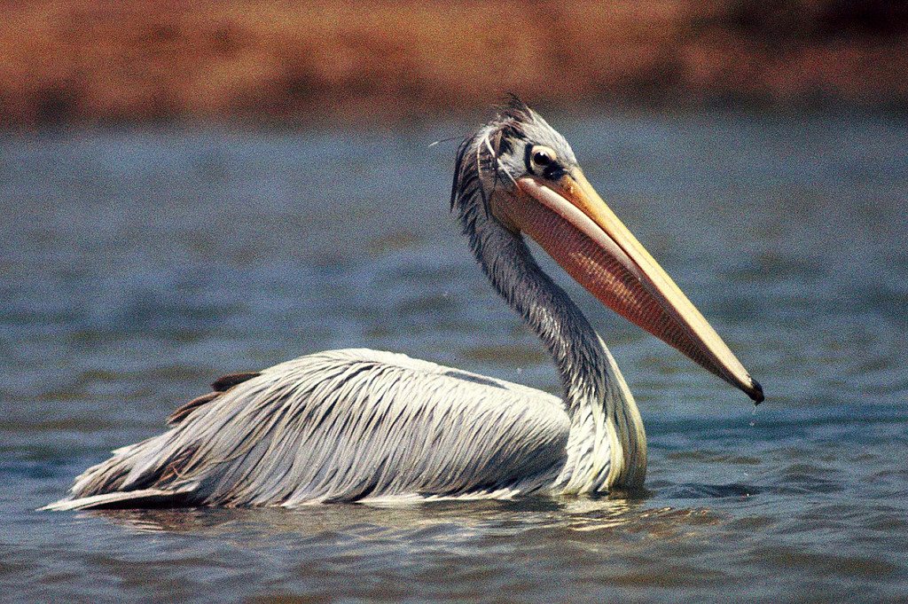 1. Exploring the Pinkbacked ​Pelican: A ⁢Delicate Hue‌ Against the⁤ Vast⁣ Plains of ⁤Masai Mara