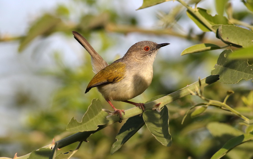 Exploring the ⁢Habitat ​and Behavior of Greybacked Camaroptera⁢ in Masai Mara