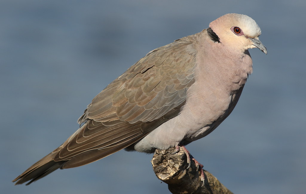 - Conservation Efforts: Protecting the ⁤Redeyed Dove and Its Habitat in ⁤Masai Mara