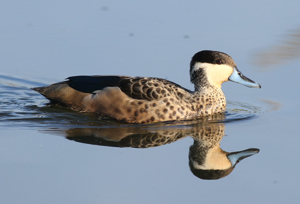 Preserving the‍ Endangered Population of ⁢Hottentot ‌Teal Ducks in Masai Mara National Park