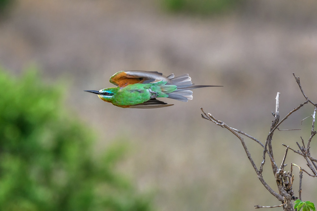 The Aerial Acrobatics of the Bluecheeked ⁣Bee-eater: Witnessing⁤ Nature's Thrilling Display