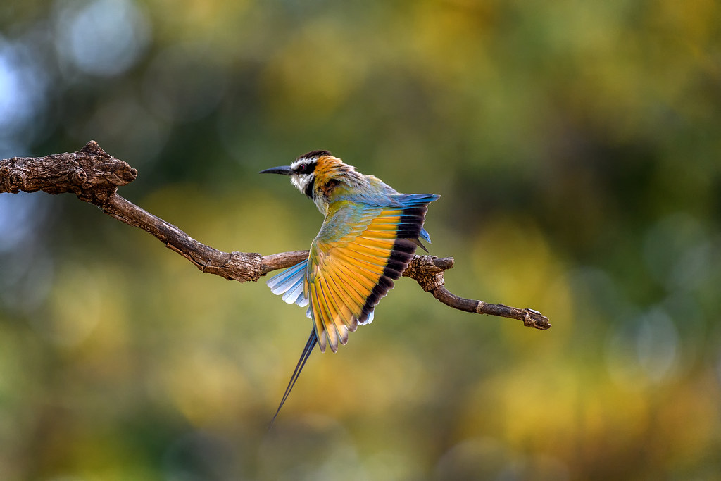 A Hunter's Paradise in⁣ Masai Mara: Exploring the Feeding Habits and Hunting Techniques of the Whitethroated Bee-eater