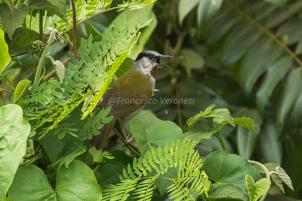 Greycapped Warbler: A Dazzling Avian Species in Masai Mara