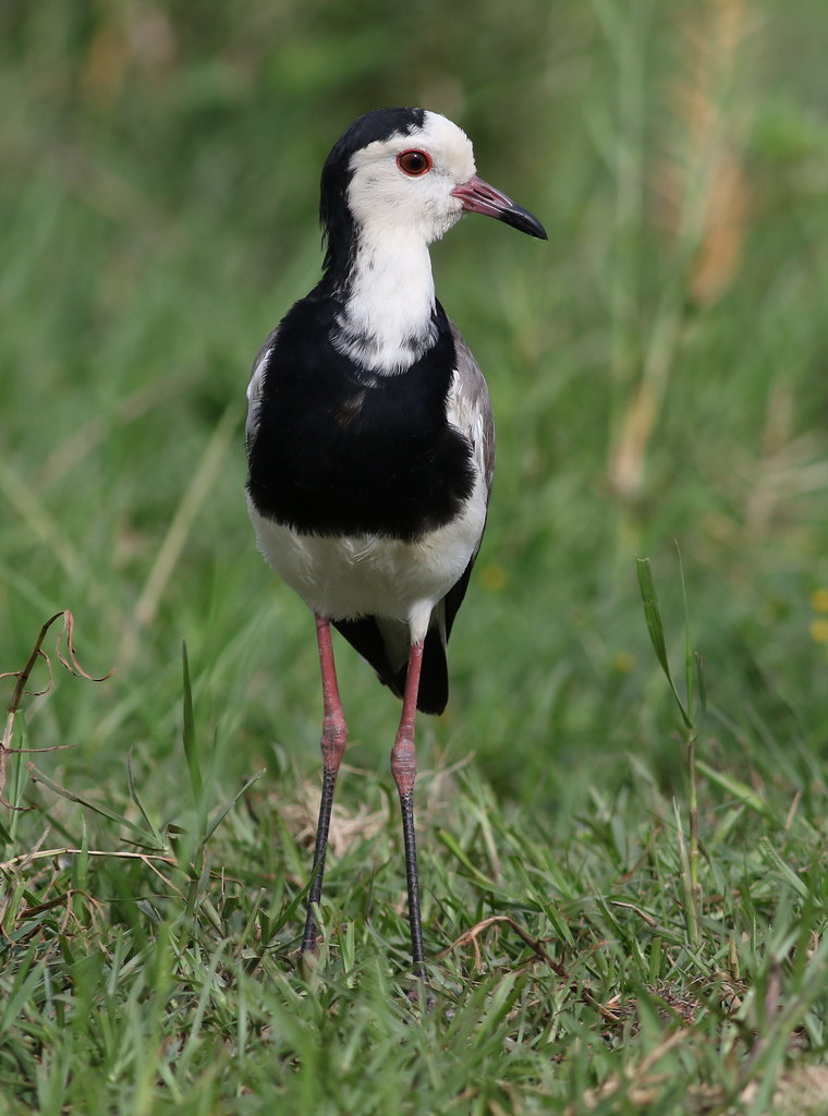 Observing ​the Longtoed Lapwing in Its Natural Habitat in Masai Mara