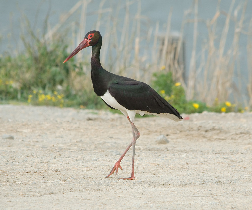 Tips for Photographing Black ⁣Storks in Flight: Capturing the Essence of Masai Mara