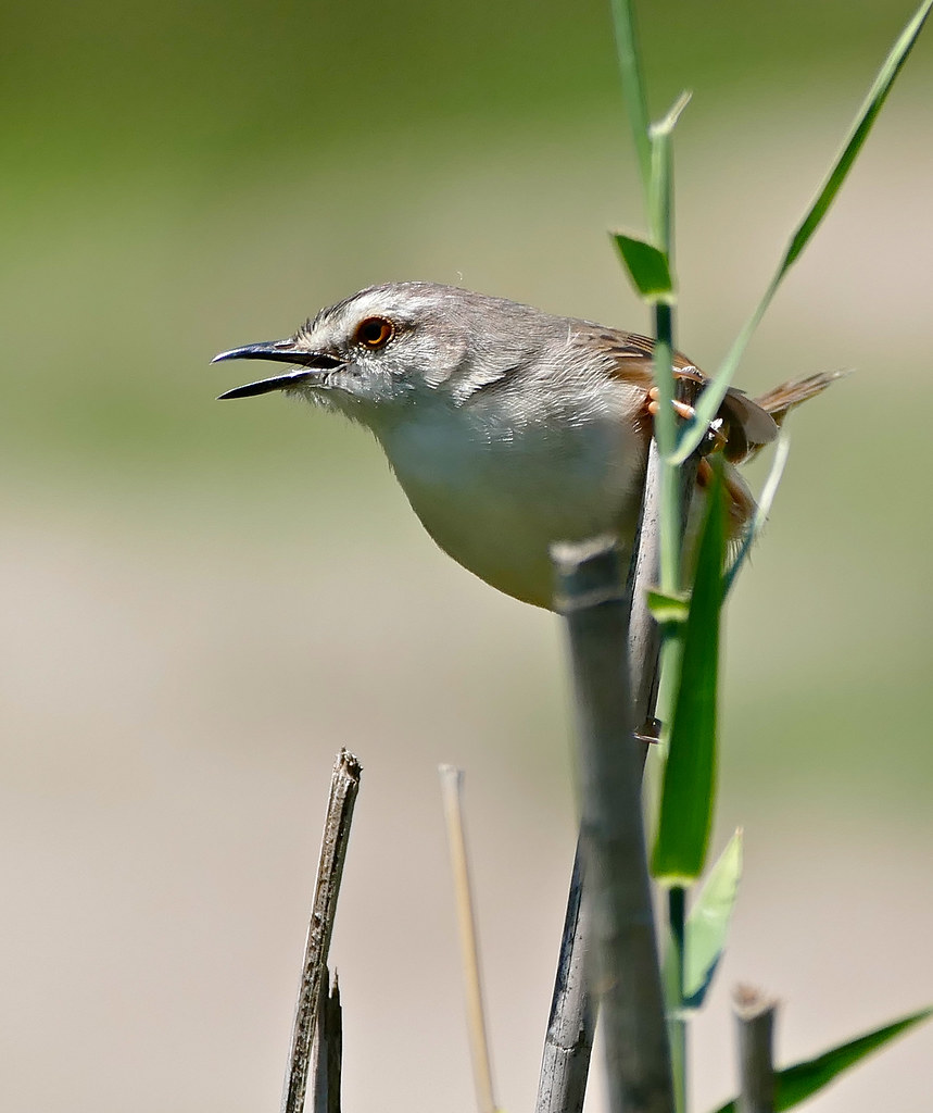 4. Plan Your Visit:⁣ Best Times and Locations to Observe the Tawnyflanked Prinia in‌ Masai Mara