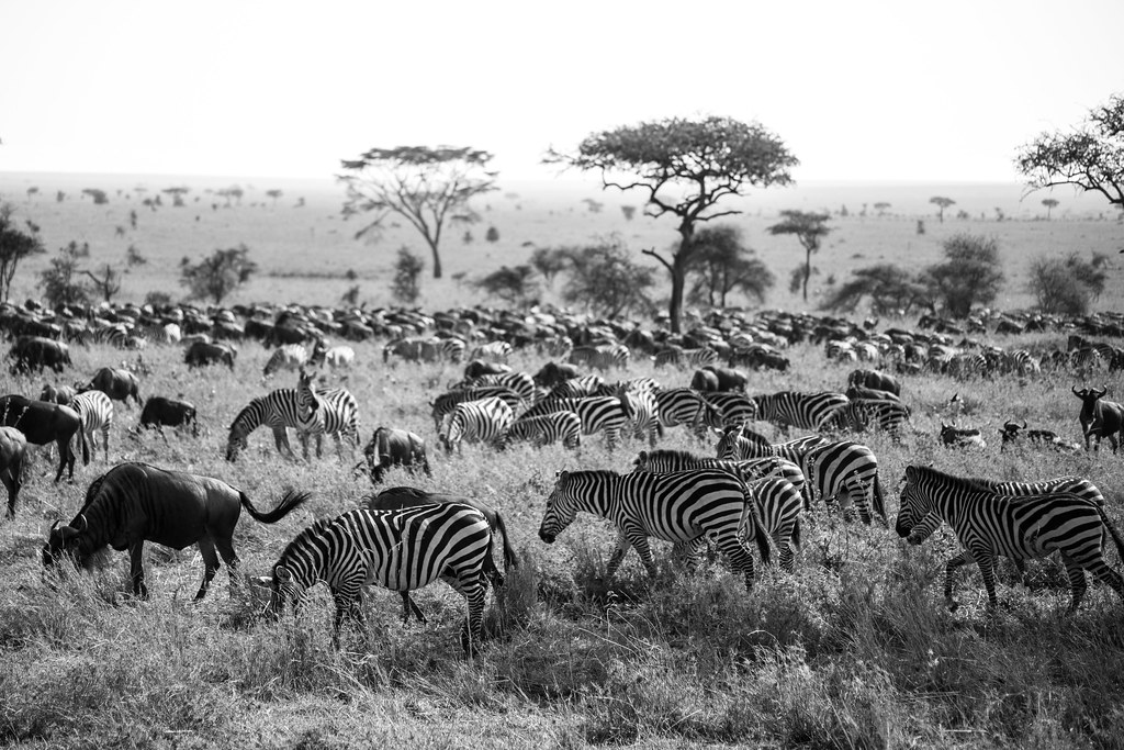 Thrilling Sightings of the Great Migration from Above