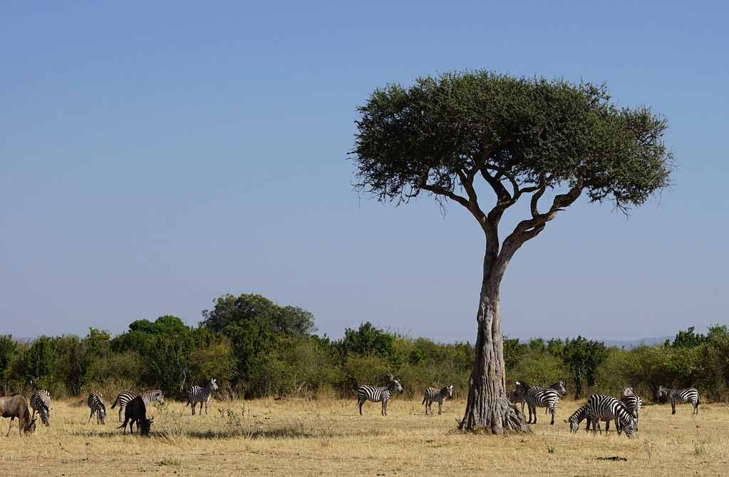 1. Conservation Initiatives in ‍Maasai Mara National Park: Opportunities to Get Involved⁢ in Planting Trees and More