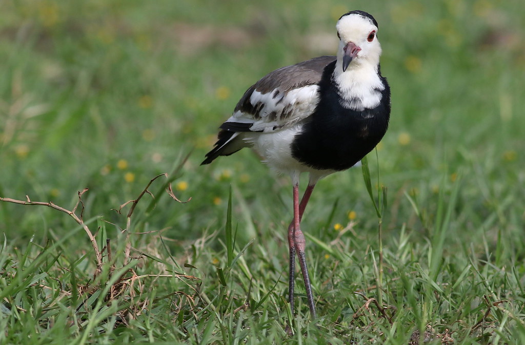 The ⁤Longtoed Lapwing: A Graceful and Endearing‌ Wader in Masai Mara