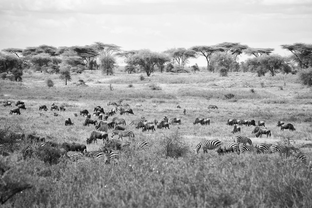 5. The Great Migration: Witnessing Thrilling River Crossings and Predatory Interactions