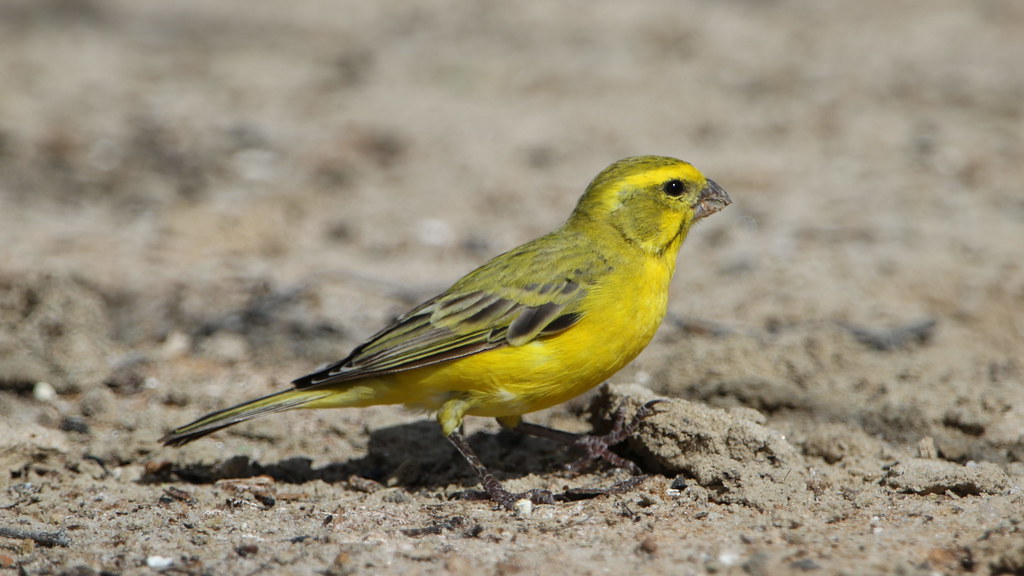 Unveiling the secret language: Decoding the complex melodies of yellow canaries in Masai Mara