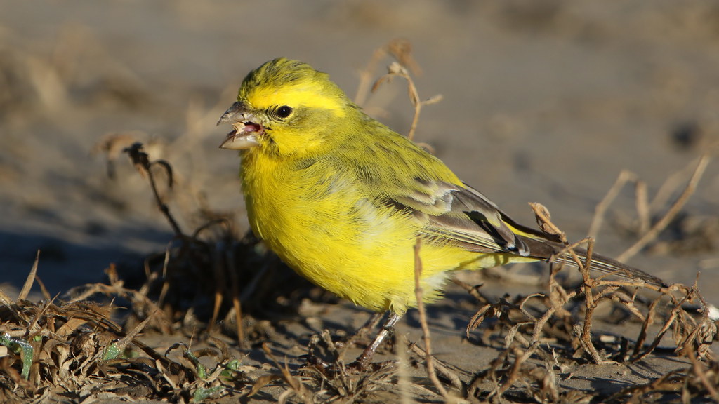 A birdwatcher's dream: Where and ​when to spot the captivating yellow canaries in Masai Mara