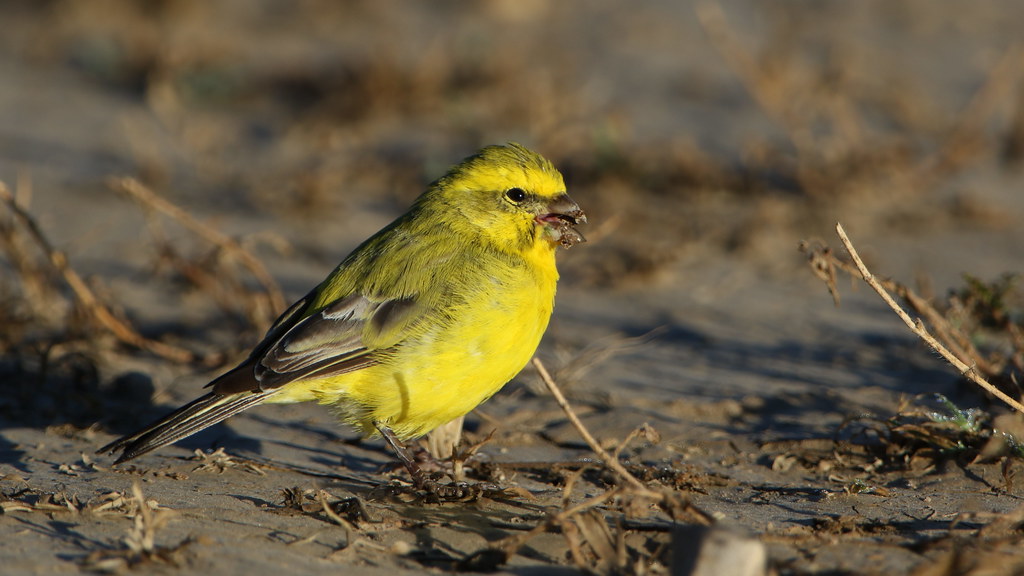 A melodious ​symphony: Exploring the⁢ unique ⁣bird songs of yellow⁢ canaries⁤ in Masai Mara