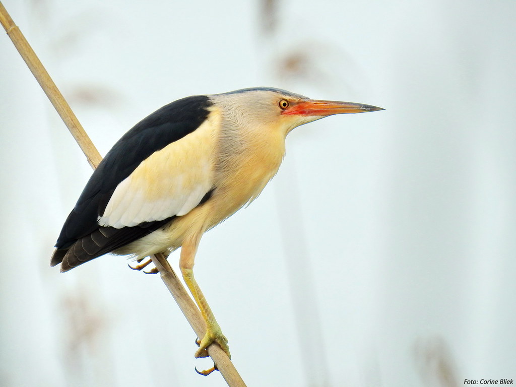 Heading 3: The ⁢Little Bittern's Habitat: ‍Exploring the Tranquil Wetlands of Masai Mara National‌ Park