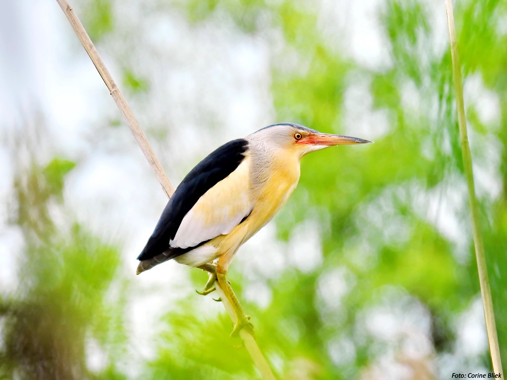 Heading 1: Discovering the Enchanting Little Bittern: A Hidden ⁤Gem in Masai Mara's Wetlands