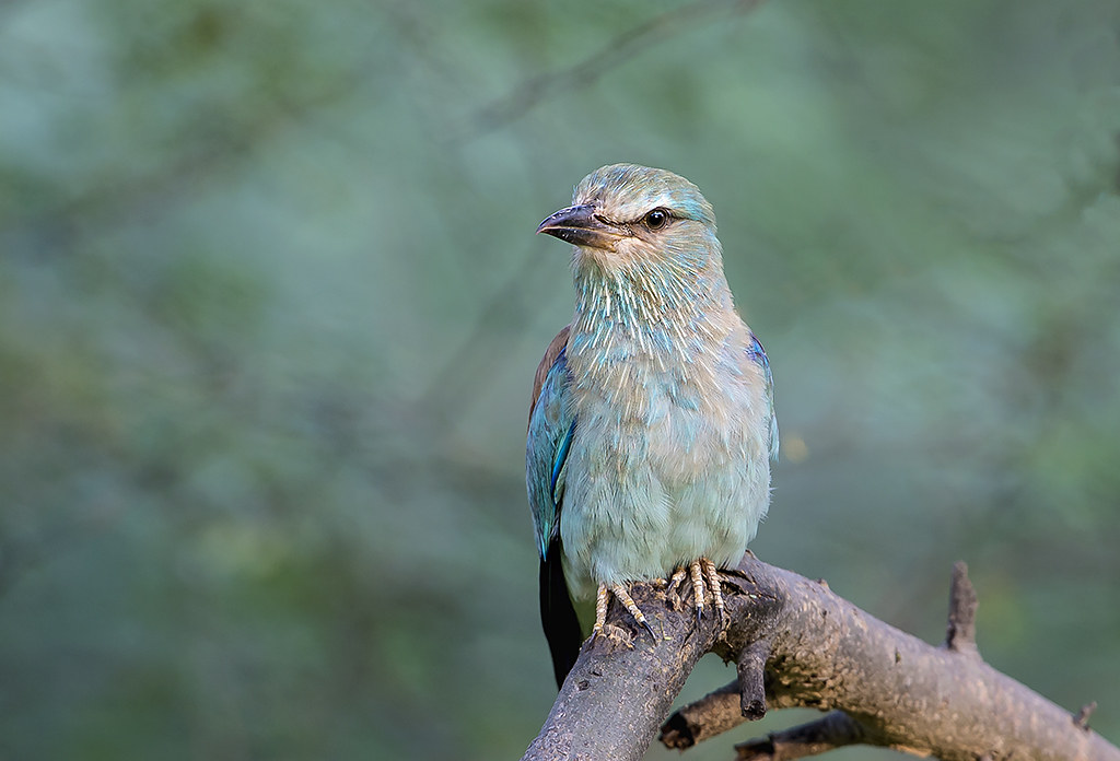 3. Finding the Perfect Spot: Best Locations to Spot and Photograph European ‍Rollers in Masai Mara