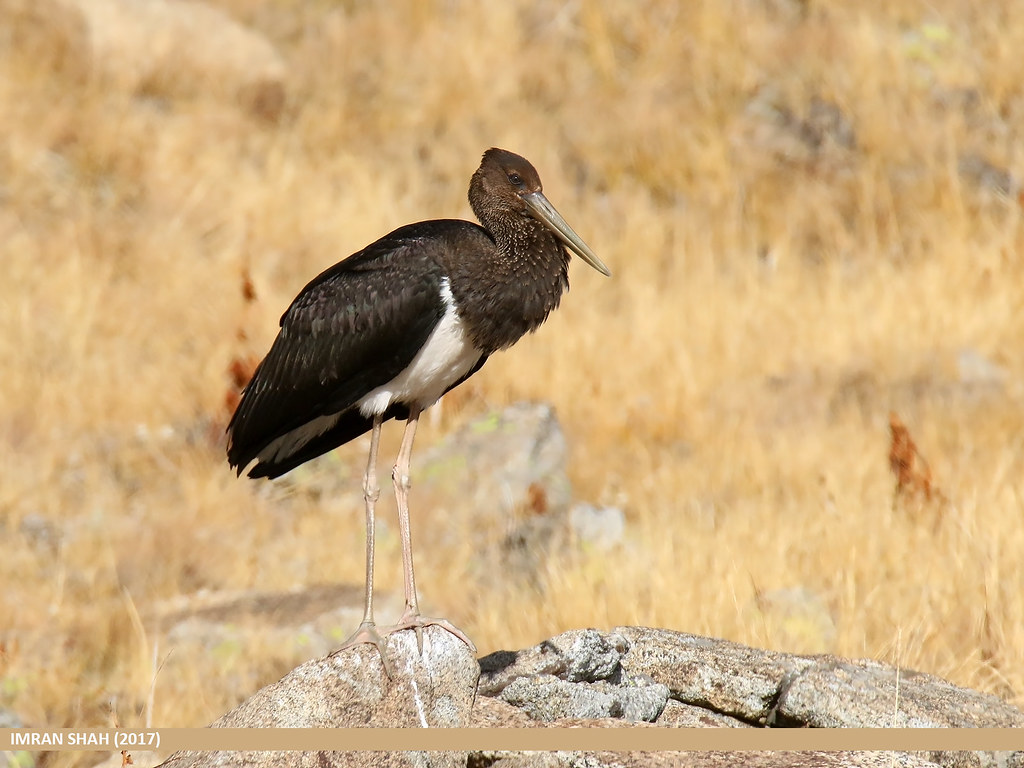 How to Spot Black Storks ‍in Masai Mara and Enhance your Wildlife ‍Experience