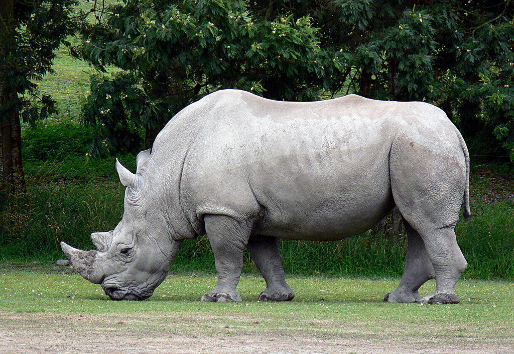 Exploring the Rhino Population in Maasai Mara: An Insider's Guide