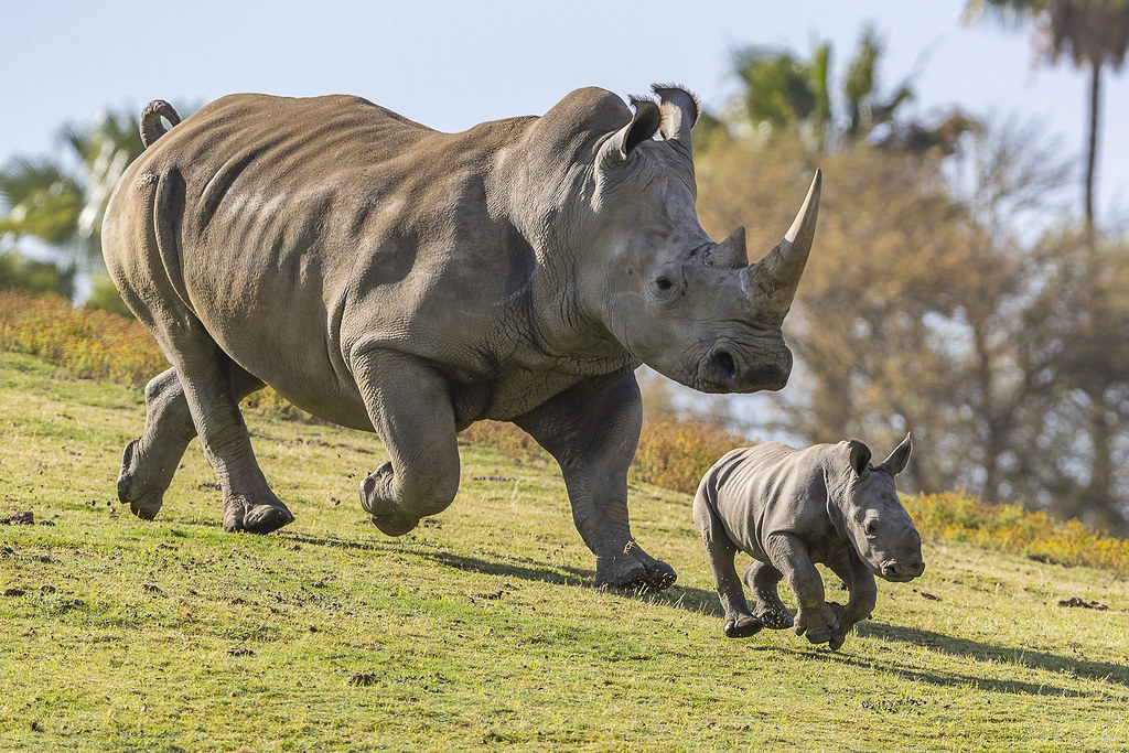 Prime Spots for Rhino Sightings along the River in Maasai Mara