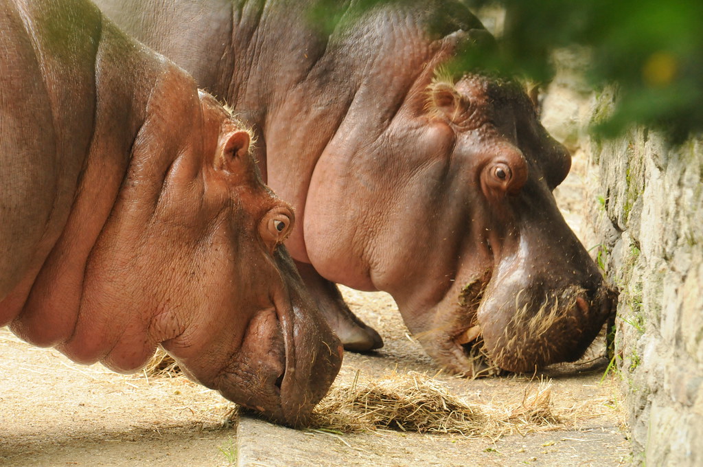 Spotting Hippos on a River Safari: Tips and Tricks