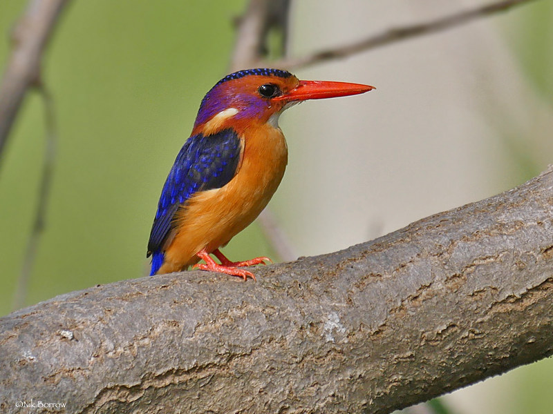 The Conservation Efforts Safeguarding the African Pygmy Kingfisher