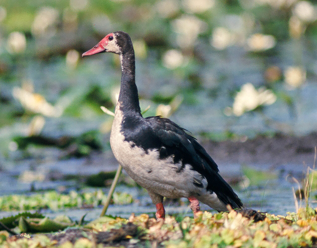 Discovering‌ the Majestic⁢ Beauty of the Spurwinged⁣ Goose in Masai Mara National Park