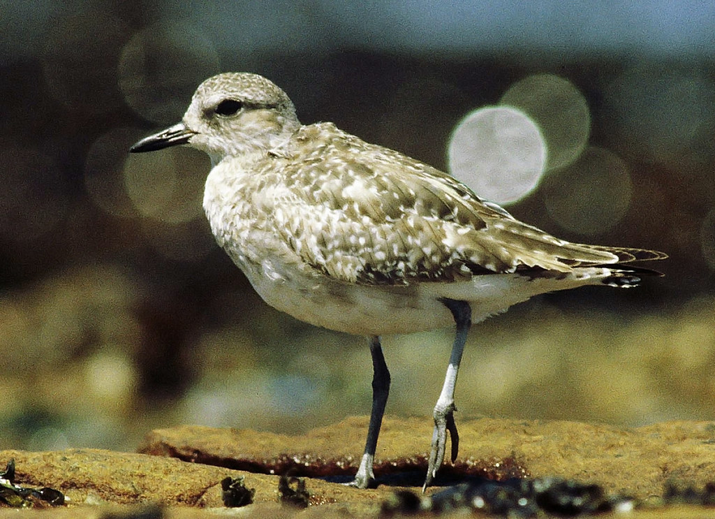 Understanding the Role of Grey Plovers in‍ the Ecosystem of Masai Mara