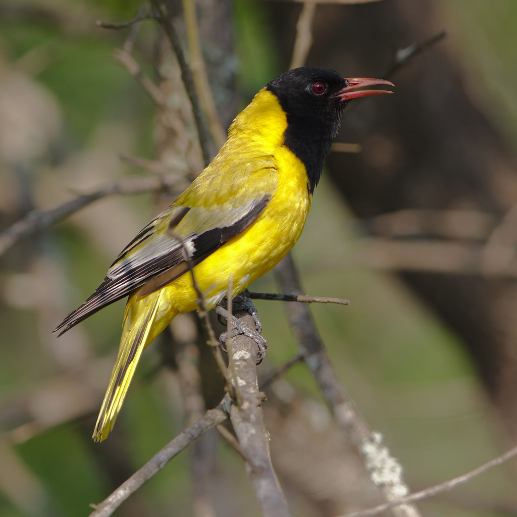 - Conservation Efforts: Protecting the Vulnerable African Blackheaded Oriole and its Habitat in Masai Mara