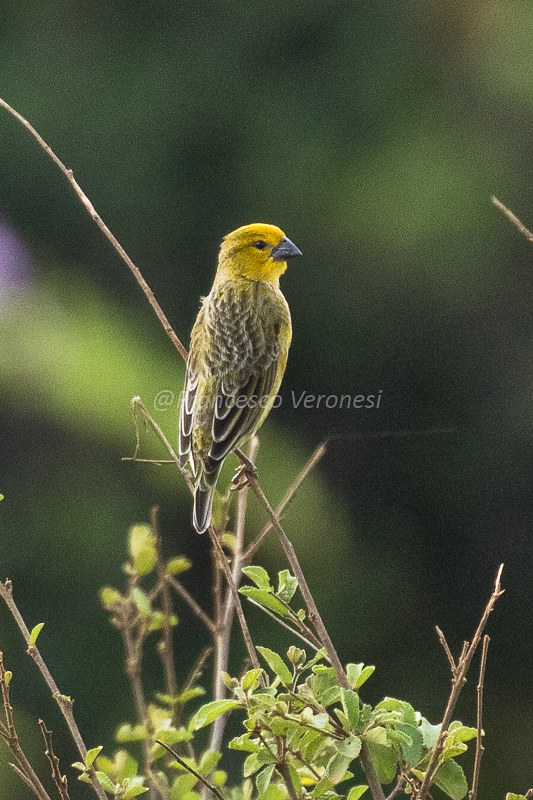 Awe-Inspiring Adaptations: Unraveling the Parasitic Weaver Bird's Unique Features