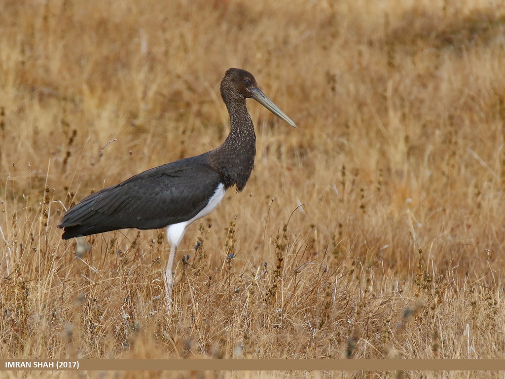 Unique Characteristics of Black Storks ‍and their Majestic Flight in ‍Masai Mara