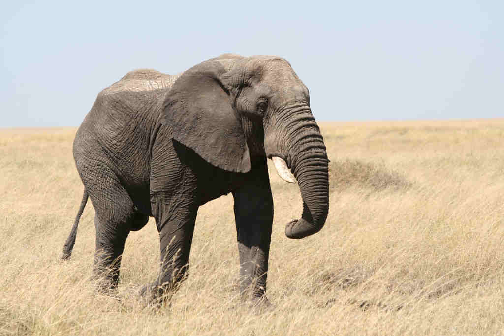 5.‍ The ⁤Gentle Giants:⁢ Observing ‍and ⁣Interacting with Maasai Mara's Magnificent Elephants during a Game Drive