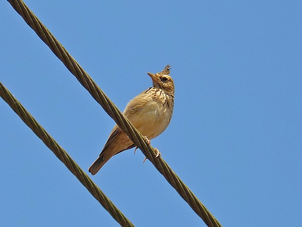 4.⁤ Conservation Efforts: Protecting the Fragile Ecosystems that Support the Whitetailed Lark