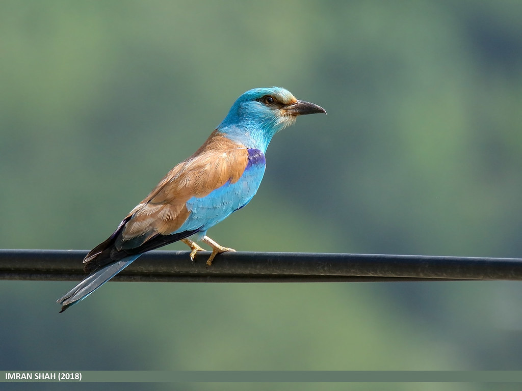 4. The Impact ​of European Rollers on the Ecosystem of Masai Mara National Park