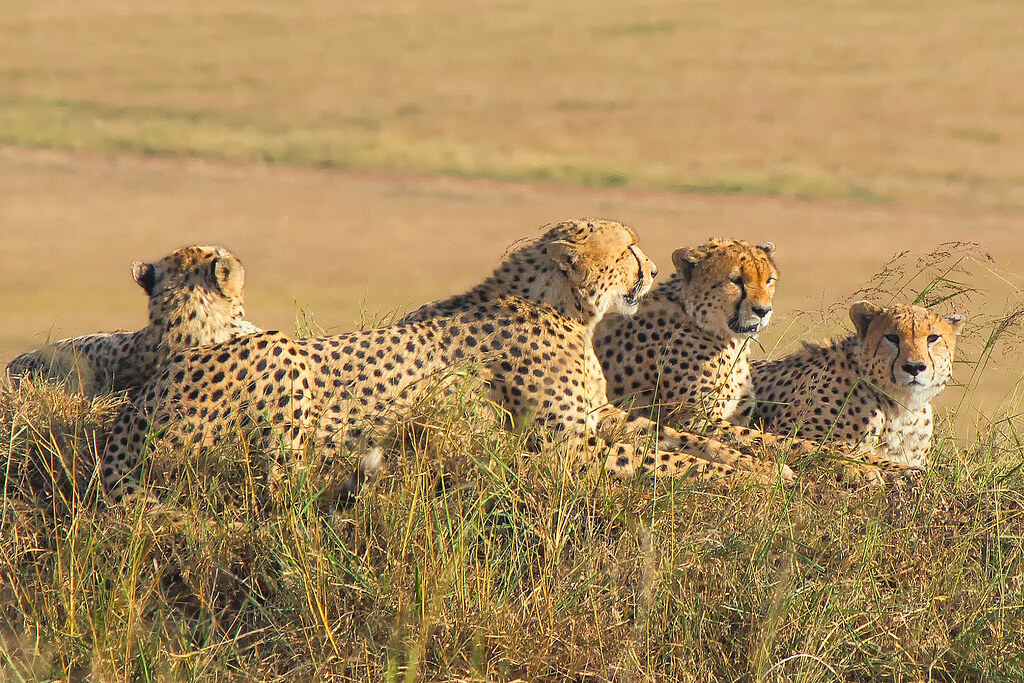 5. Unveiling the Elusive: Spotting Cheetahs, Hyenas, and Wild Dogs in Maasai Mara