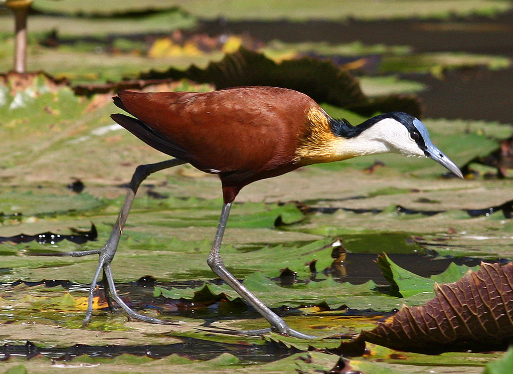 The African Jacana's Habitat in Masai‍ Mara: Exploring the Wetlands and Beyond