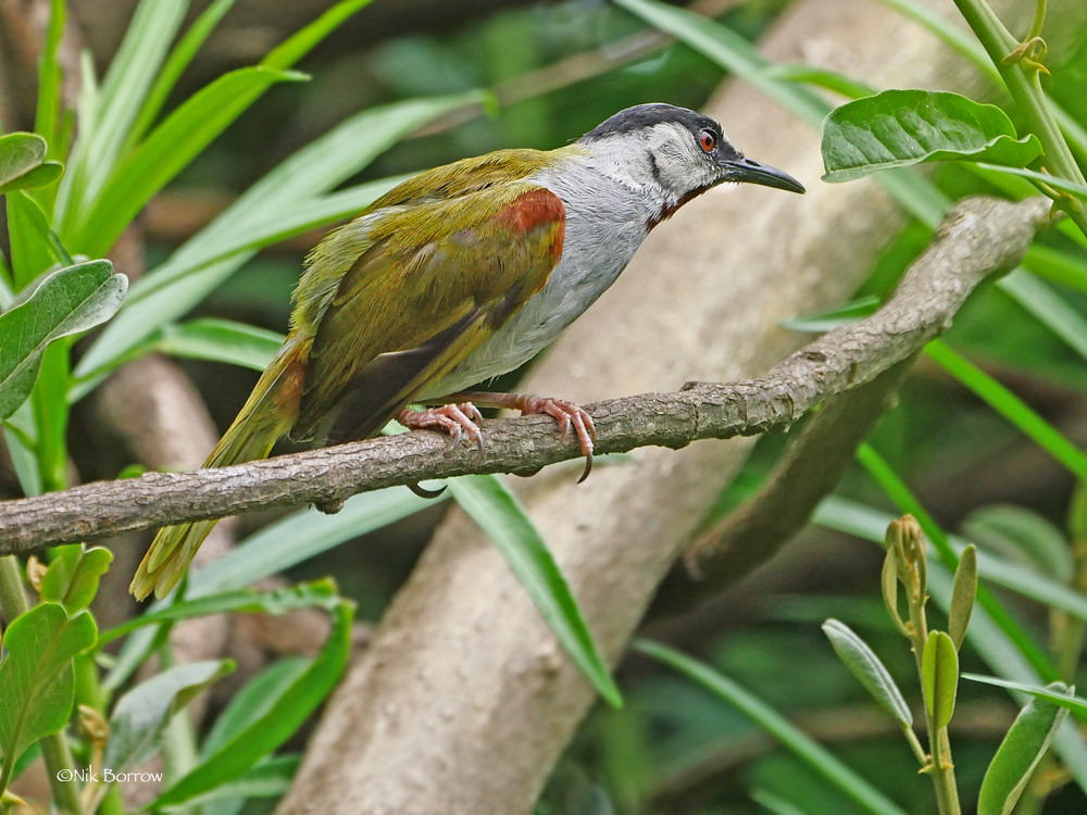 Joining ‍Ecotourism Initiatives to Support the Greycapped Warbler's Conservation