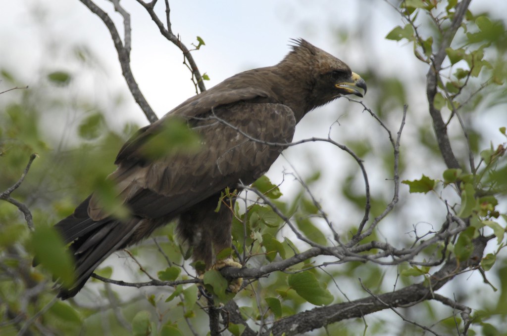 An In-depth Look at Wahlberg's ‌Eagle's Vital Role in Masai ⁣Mara's Ecosystem