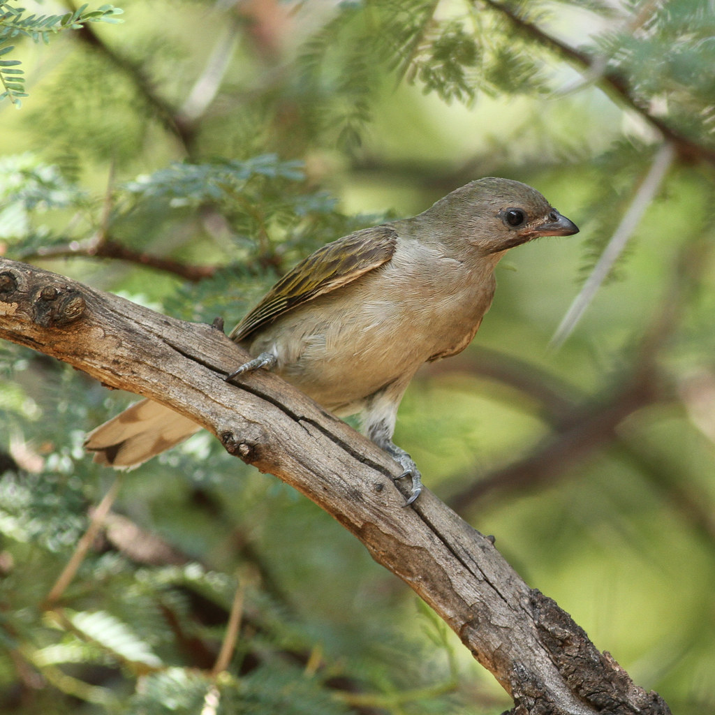 Conservation Efforts to Protect Lesser Honeyguide in Masai Mara