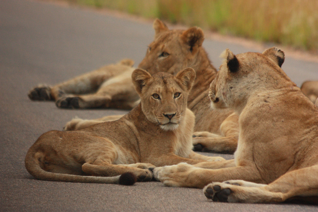 6. Conservation and​ Education: Supporting​ the Protection of Lions and‍ Leopards in Maasai Mara