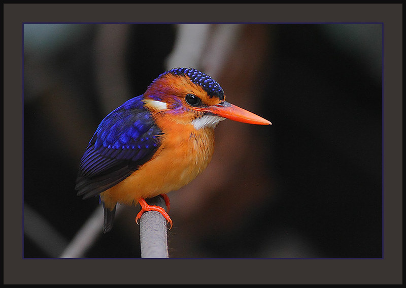 Best Time to Spot the African Pygmy Kingfisher in Masai Mara