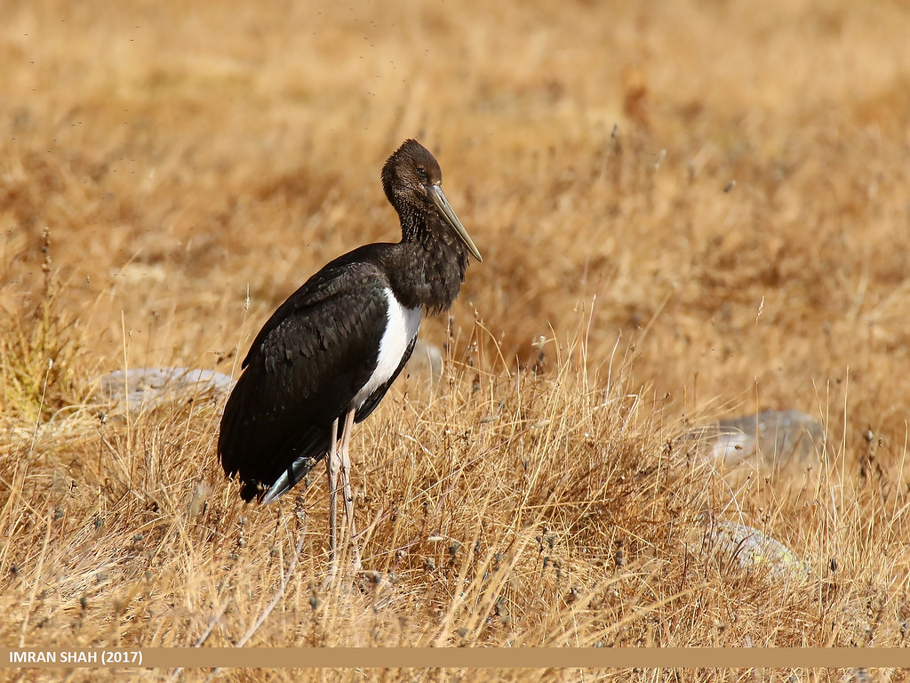 Experiencing the Black Stork ⁢Migration in ‍Masai Mara: Best Spots and Timing