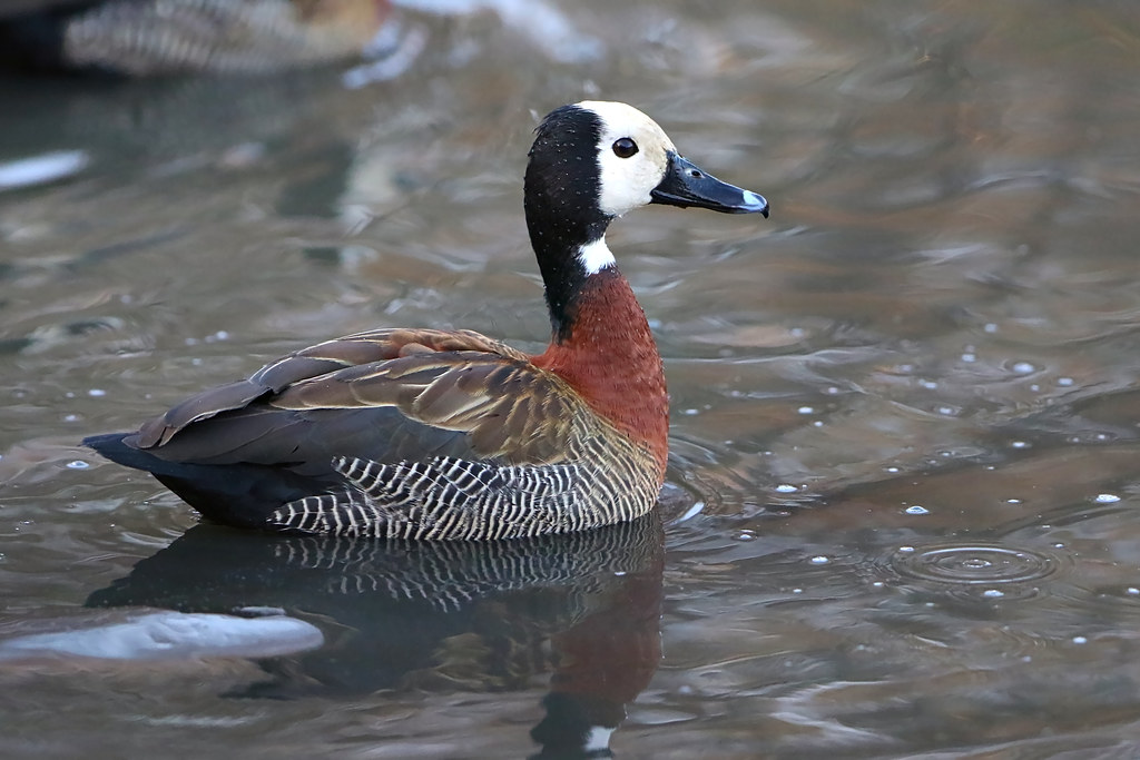 Unveiling ​the Secret Water Symphony: Whitefaced Whistling Ducks in Masai ​Mara