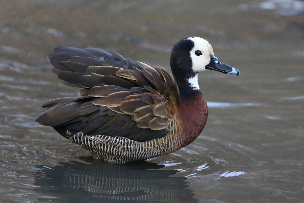 Discovering⁤ the Serenity⁢ of Masai Mara ‍through ​Whitefaced Whistling Duck Melodies