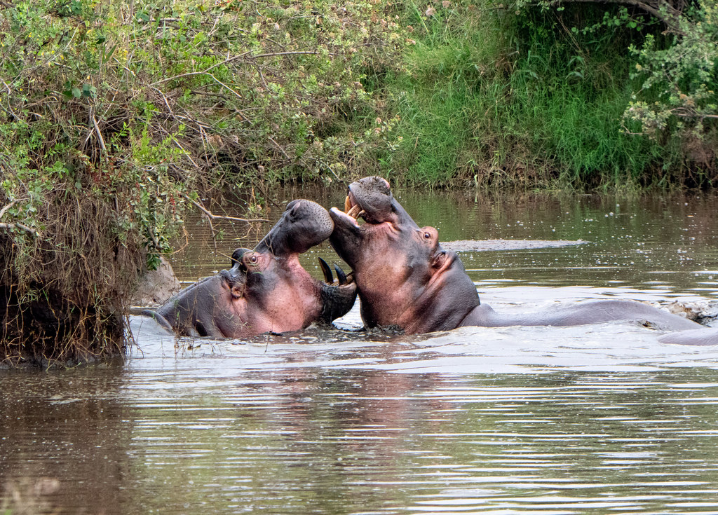 The Best Time of the Year ‌to See Hippos in Maasai Mara