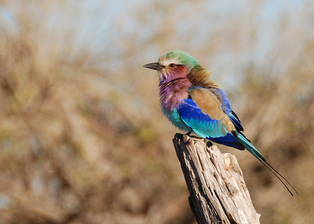 Thriving Habitat: ⁢Understanding Lilac-breasted Roller's Preferred Environment in Masai Mara