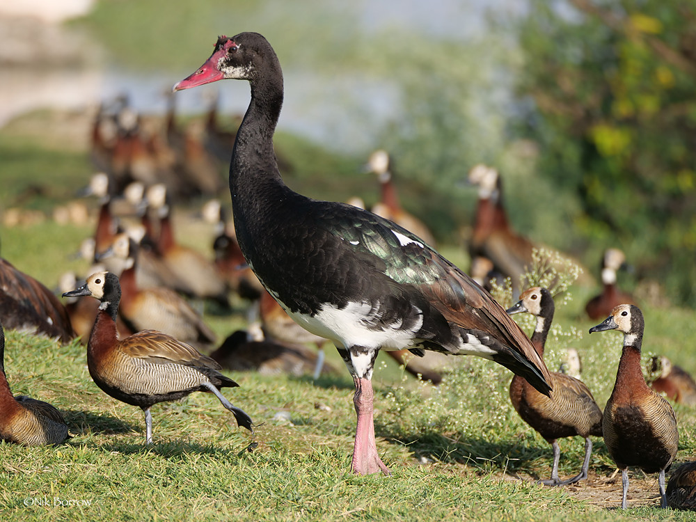 Ecological Significance of ⁤Spurwinged ⁤Goose in Masai Mara National⁣ Park