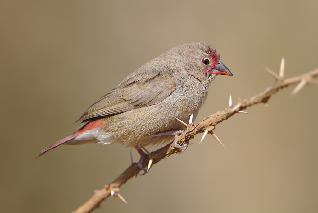 - The Fiery Presence of Redbilled Firefinch in Masai Mara's Diverse Ecosystem